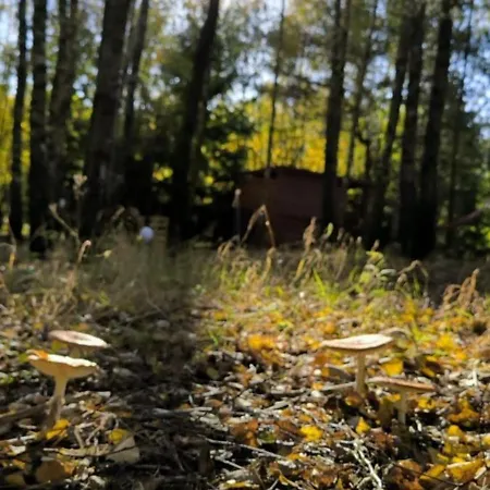 Bez Adresu- Tu Nikt Cie Nie Znajdzie * 올스티넥